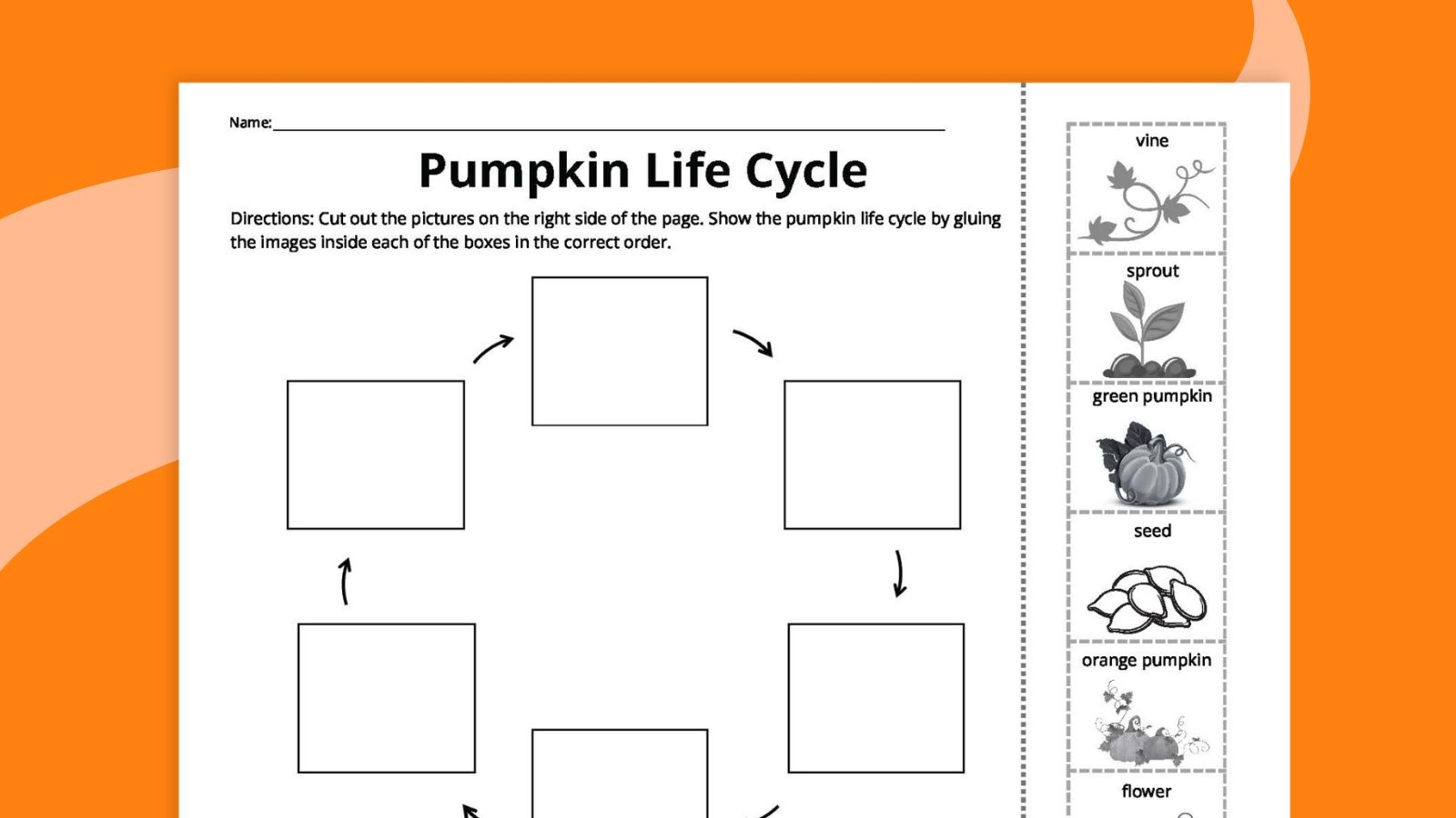 Pumpkin Life Cycle Worksheets For Kids Free Printables