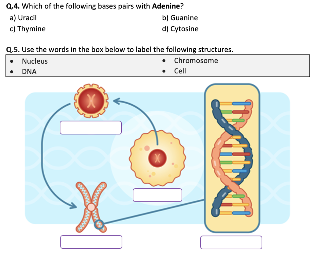 Free Printable Chromosome Worksheets Free Printable Chromosome Worksheets
