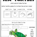 All About Sea Turtles Turtle Life Cycle Sea Turtle Life Cycle Worksheets Library