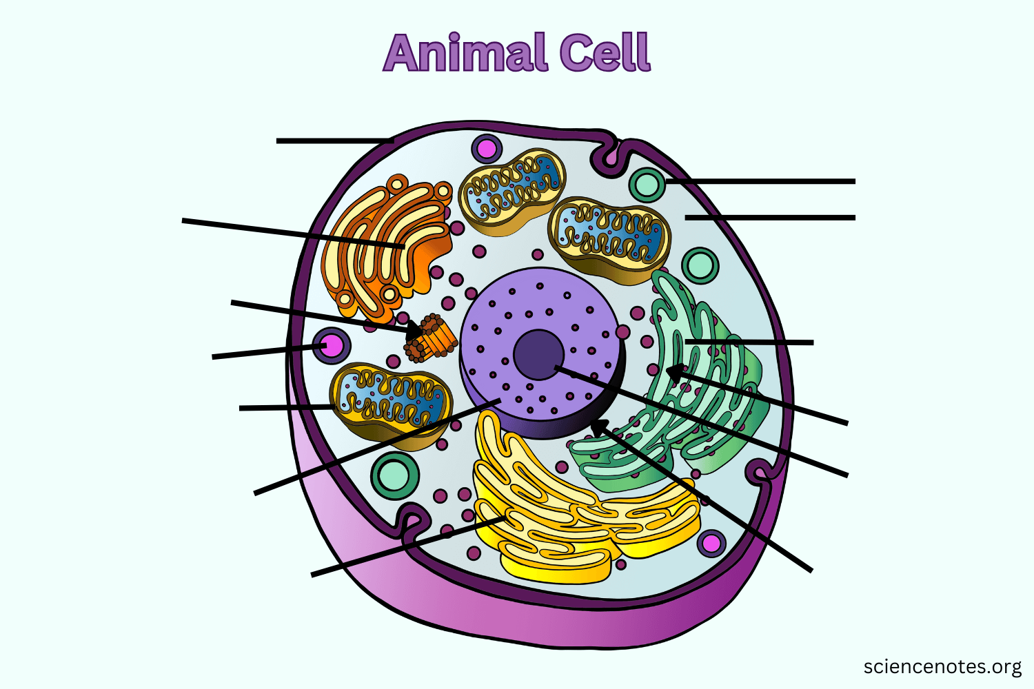Free Printable Worksheet Simple Animal Cell