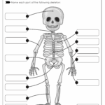 My Skeleton Free Worksheet SKOOLGO