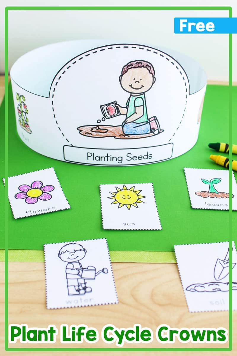 Free Printable Plant Life Cycle Worksheets