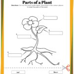 Plant Life Cycle Worksheets Free Printables For Kids Adanna Dill